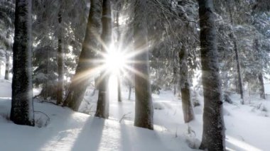 Dolly kışın manzara ormanını vurdu - güneş karla kaplı ağaçların arasında parlıyordu.