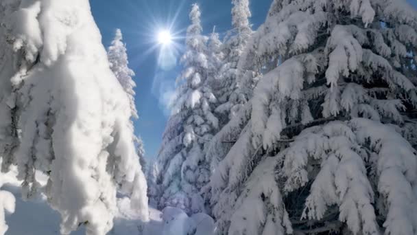 Dolly vista de tiro Bosque en invierno - sol que brilla entre los árboles cubiertos de nieve en el día — Vídeo de stock