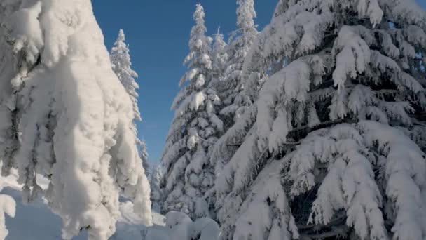 Лес зимой - солнце светит между заснеженными деревьями днем — стоковое видео