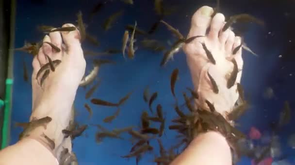 Fish pedicure by garra rufa fishes in 4K slow motion 60fps — Stock Video