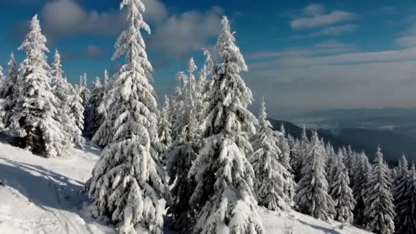 Tiro aéreo, 4K. Abóboras cobertas de neve e geada. Floresta mágica de inverno de cima. — Vídeo de Stock
