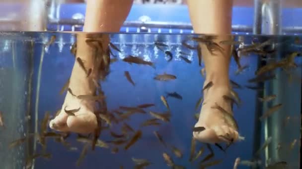 Pesce pedicure di garra rufa pesci al rallentatore 4K 60fps — Video Stock