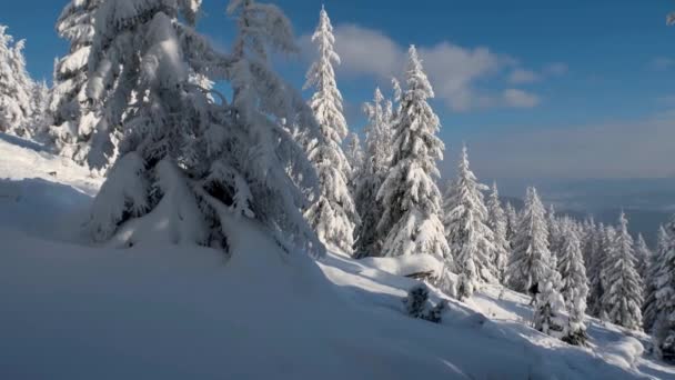 Лес зимой - солнце, сияющее между снежными деревьями — стоковое видео