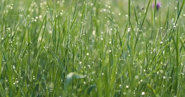 Vordergrundtautropfen auf dem langen grünen Gras in panoramischer Bewegung — Stockvideo