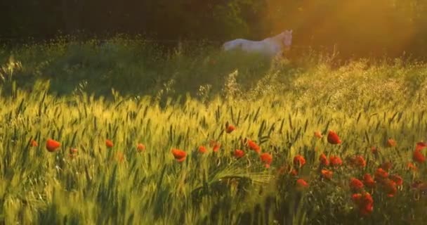 Vallmoblommor som växer på det gröna vetefältet med en vit häst på morgonen ljus — Stockvideo