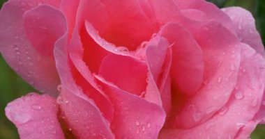 Pembe bir çiçeğe yakın, çiy damlacıklarıyla kaplı.