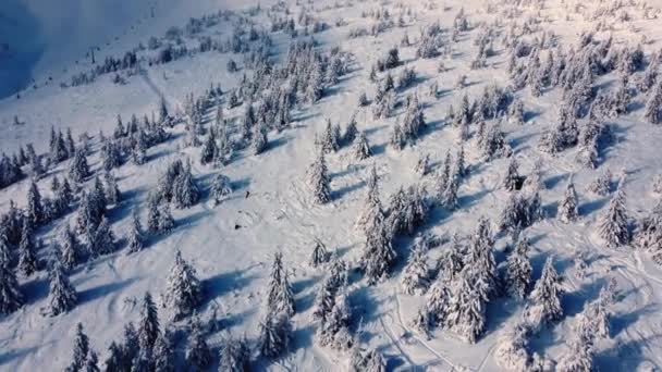 Droneshot aerial view of the winter firtree forest covered with snow — Stock Video