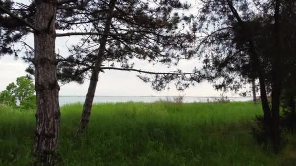 Bosque mixto iluminado por rayos de sol por la mañana — Vídeo de stock