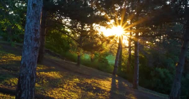 Bosque mixto iluminado por rayos de sol por la mañana — Vídeo de stock