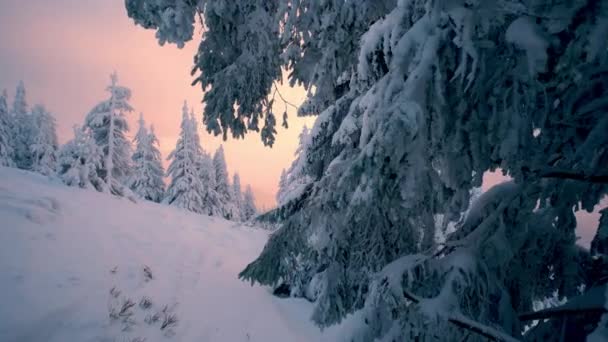 Floresta de inverno congelada coberta de neve com céu de pôr do sol dramático — Vídeo de Stock