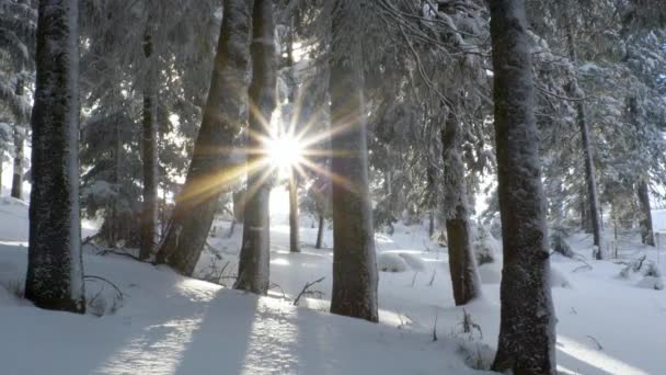 Frozen winter forest deeply covered with snow under the sunlight — Stock Video