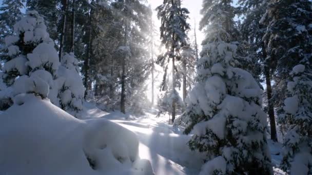 Floresta congelada de inverno profundamente coberta de neve sob a luz do sol — Vídeo de Stock