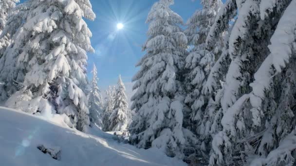 Floresta congelada de inverno profundamente coberta de neve sob a luz do sol — Vídeo de Stock