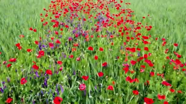 Plan de fond de champ de fleurs de pavot dans la lumière du soleil du matin — Video