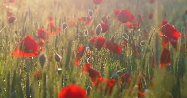 Фон зображення поля маку з квітами в ранковому сонячному світлі — стокове відео