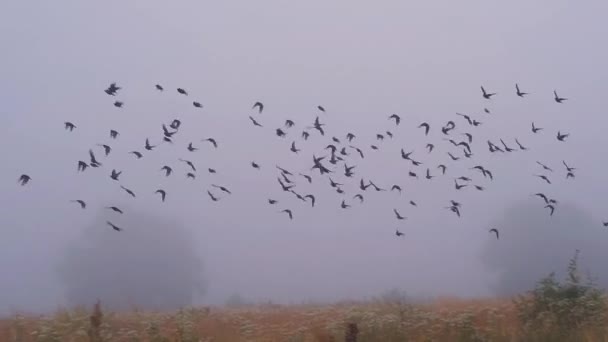 Pájaros volando sobre el campo en tiempo de niebla — Vídeos de Stock