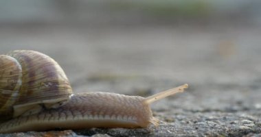 Karanlık yüzeyde sürünen bir salyangoza yakın çekim