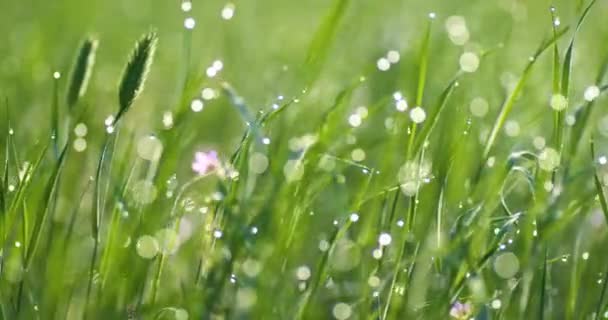 Popředí kapky rosy na dlouhé zelené trávě v panorama pohybu — Stock video