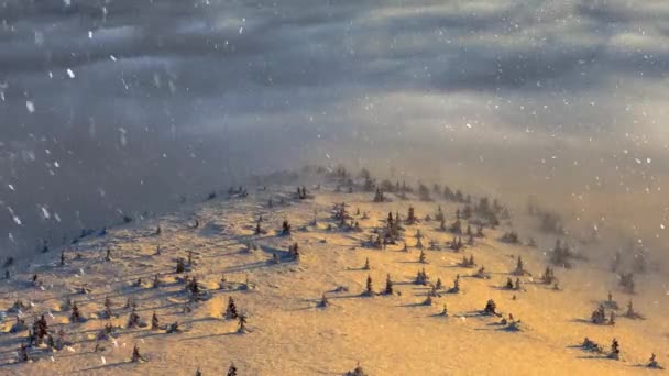 Χειμερινό τοπίο με βαρύ χιόνι και ομίχλη στο πευκοδάσος, Χριστουγεννιάτικο φόντο. χειμώνα, παράδοση και εορταστική έννοια — Αρχείο Βίντεο