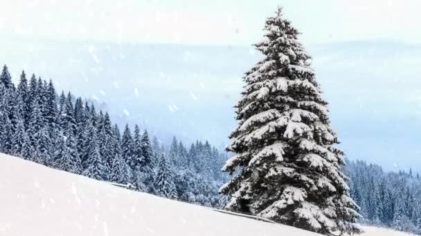 Bosque de invierno congelado profundamente cubierto de nieve bajo la luz del sol — Vídeos de Stock