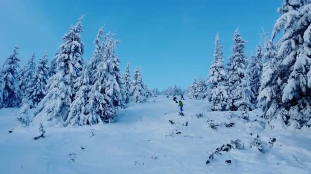 눈으로 덮인 얼어붙은 겨울 숲을 공중에서 내려다본 모습 — 비디오