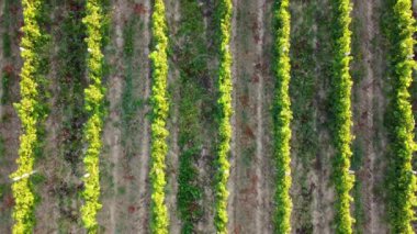 Büyüyen bir üzüm bağının havadan görünüşü. Yaz arkaplanı, UHD, 4K