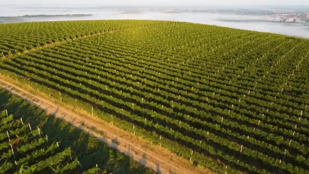 Vista aérea de uma vinha em crescimento. Fundo de verão, UHD, 4K — Vídeo de Stock