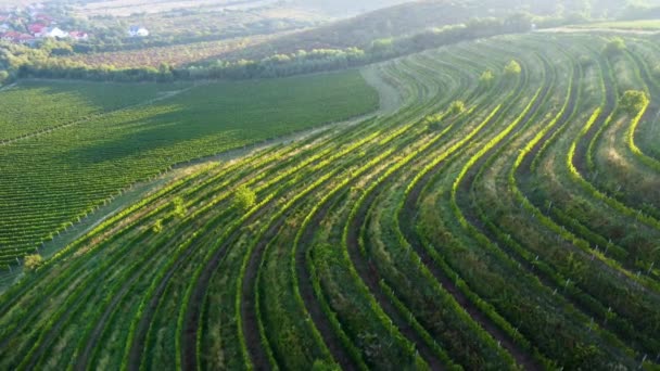 Luftaufnahme einer wachsenden Weinterrasse auf dem Hügel. Sommer Hintergrund, UHD, 4K — Stockvideo