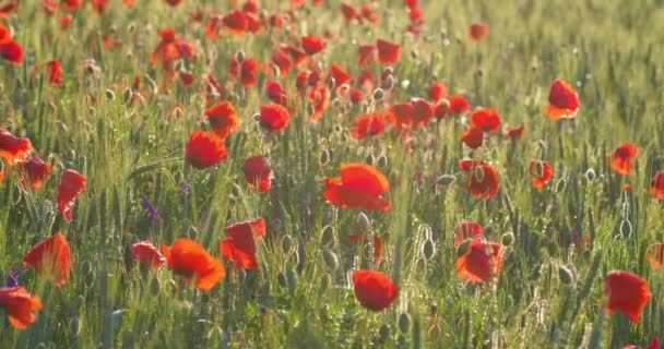 Antecedentes de campo de flores de amapola en la luz del sol de la mañana. Fondo de verano, UHD, 4K — Vídeos de Stock