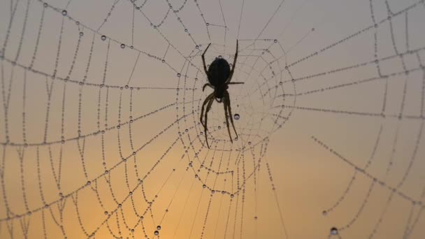 Gros plan d'une chasse à l'araignée sur la toile couverte de rosée — Video