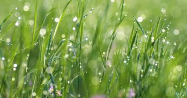 Öndeki çiy damlaları uzun yeşil çimenlere düşer.