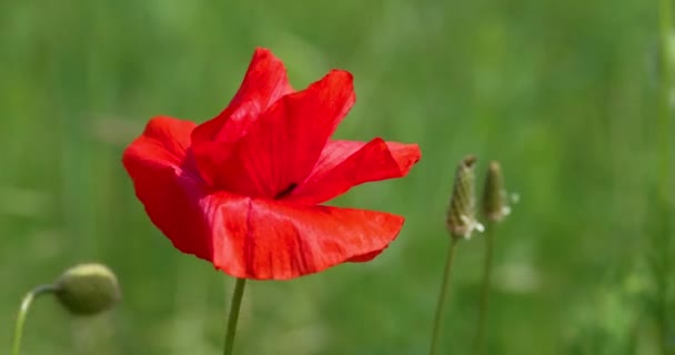 Tutup satu bunga opium di latar belakang hijau. Latar belakang musim panas, UHD, 4K — Stok Video