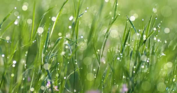 Gotas de rocío en primer plano sobre la hierba verde larga — Vídeos de Stock