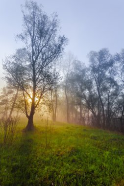 Sisin içinde bir çam ormanı Penetran güneş ışınları