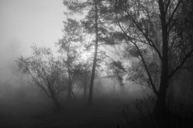 Sisin içinde bir çam ormanı Penetran güneş ışınları