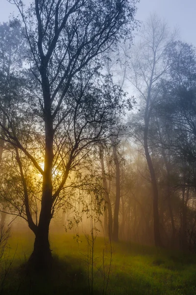 The sun 's rays penetrating the fog in a pine forest — стоковое фото