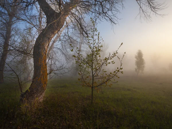 Solens strålar tränger in i dimman i en tallskog — Stockfoto
