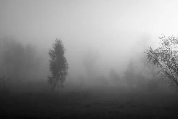 The sun's rays penetrating the fog in a pine forest — Stock Photo, Image