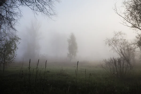 Los rayos del sol penetrando la niebla en un bosque de pinos — Foto de Stock