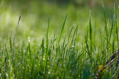 Sabahın erken saatlerinde su damlaları ile taze, kalın çimlere yakın.