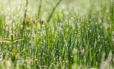 Sabahın erken saatlerinde su damlaları ile taze, kalın çimlere yakın.