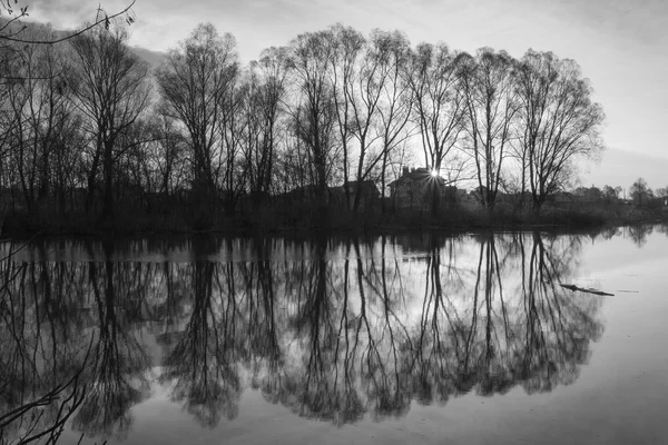 Black and white tree silhouette in sunrise time — Stock Photo, Image