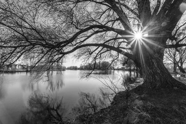 Černé a bílé strom silueta v době východu slunce — Stock fotografie