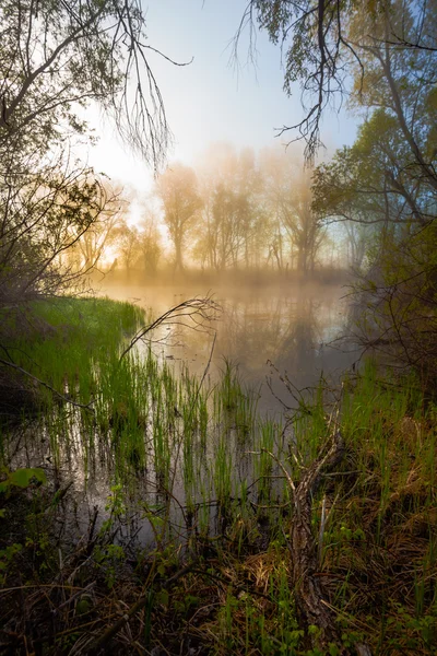 Γαλήνια misty πρωί στην όχθη μιας λίμνης — Φωτογραφία Αρχείου