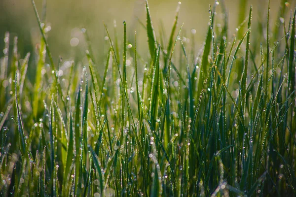 Close up of fresh thick grass with water drops in the early morning — Stock Photo, Image