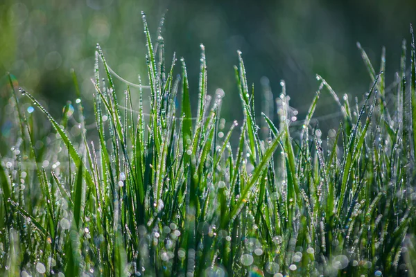 Close up of fresh thick grass with water drops in the early morning — Stock Photo, Image