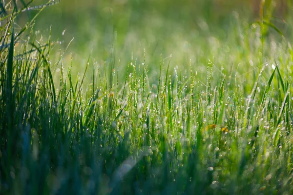清晨，用水滴把新鲜茂密的草丛围起来 — 图库照片