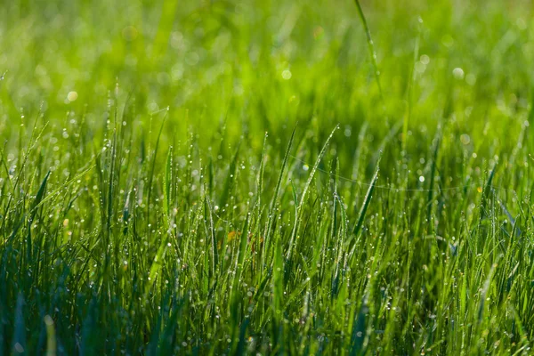 Рано утром закройте свежую густую траву каплями воды — стоковое фото