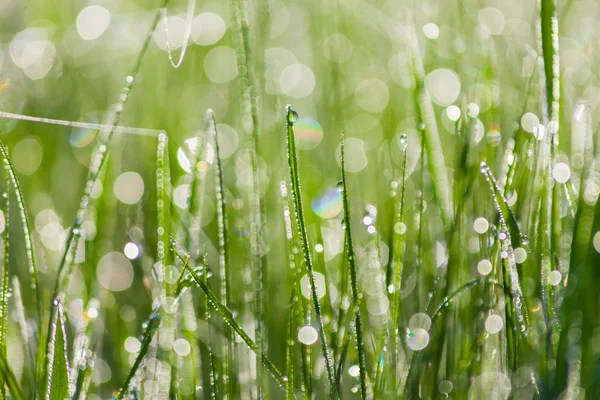 清晨，用水滴把新鲜茂密的草丛围起来 — 图库照片