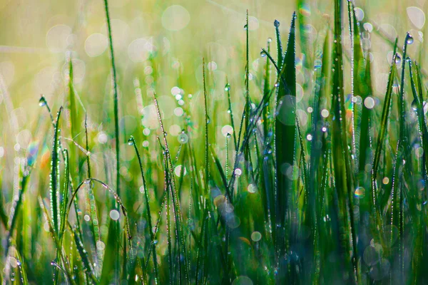 Primer plano de hierba fresca y espesa con gotas de agua por la mañana temprano — Foto de Stock